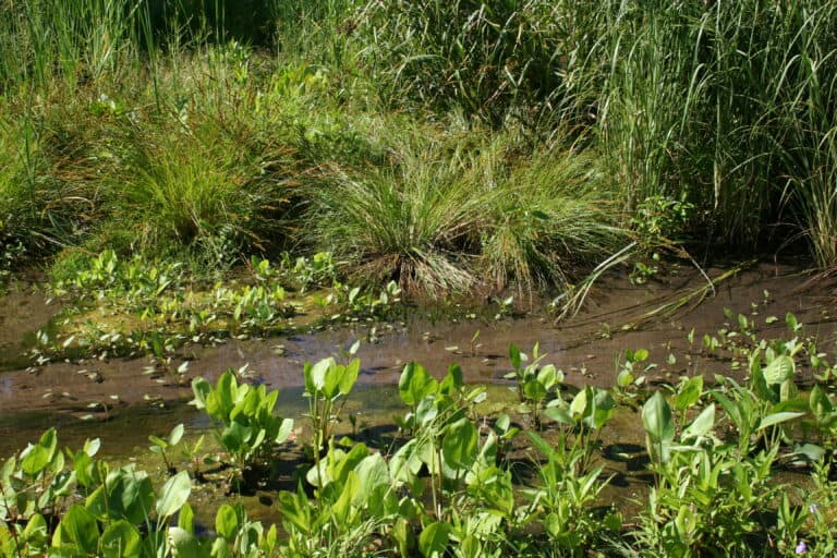 Mundelein-WWTP-Wetland-Mitigation-006.jpg