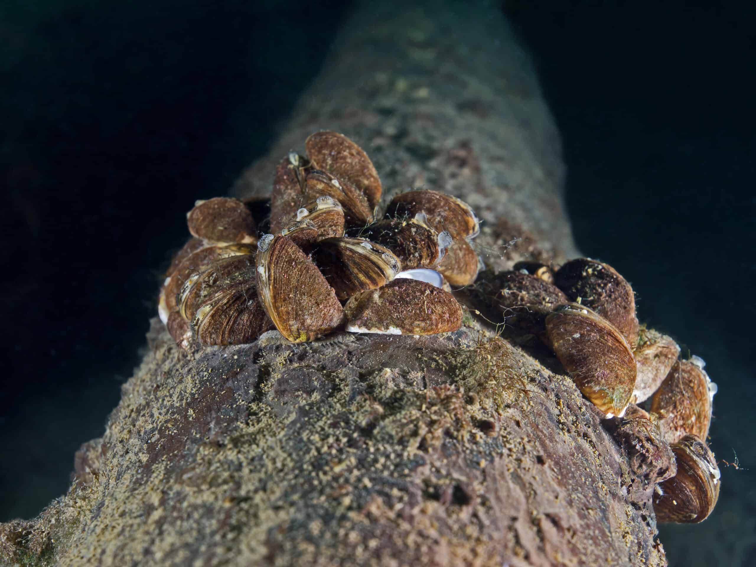Tree trunk covered with zebra mussels