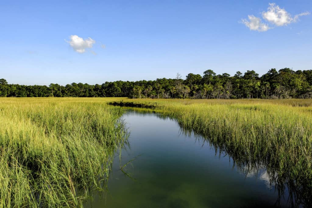 wetland in the US